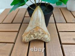 V. Beautiful 4.84 inch(12.3 cm) long natural upper jaw Megalodon tooth Indonesia