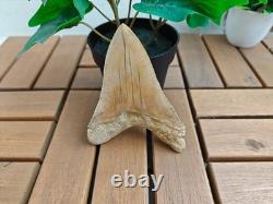 V. Beautiful 4.84 inch(12.3 cm) long natural upper jaw Megalodon tooth Indonesia