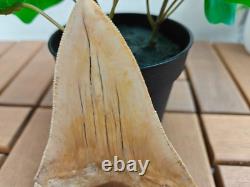 V. Beautiful 4.84 inch(12.3 cm) long natural upper jaw Megalodon tooth Indonesia