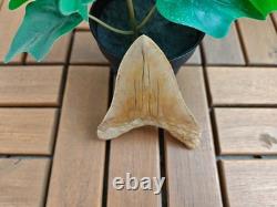 V. Beautiful 4.84 inch(12.3 cm) long natural upper jaw Megalodon tooth Indonesia