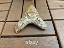 V. Beautiful 4.84 inch(12.3 cm) long natural upper jaw Megalodon tooth Indonesia