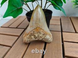 V. Beautiful 4.84 inch(12.3 cm) long natural upper jaw Megalodon tooth Indonesia