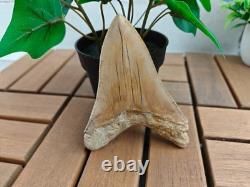 V. Beautiful 4.84 inch(12.3 cm) long natural upper jaw Megalodon tooth Indonesia