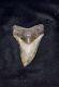 Venice Megalodon Tooth