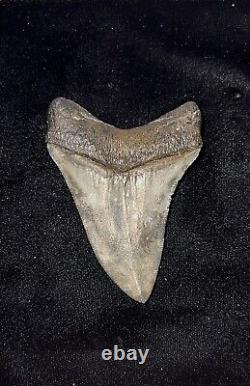 Venice Megalodon Tooth