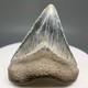 Very Colorful Great Shape 1.35 Baby Fossil Megalodon Tooth Bone Valley, Fl