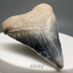 Very Colorful Great Shape 1.35 Baby Fossil MEGALODON Tooth Bone Valley, FL