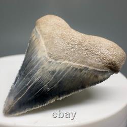 Very Colorful Great Shape 1.35 Baby Fossil MEGALODON Tooth Bone Valley, FL