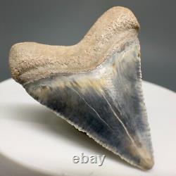 Very Colorful Great Shape 1.35 Baby Fossil MEGALODON Tooth Bone Valley, FL