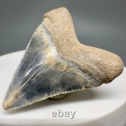 Very Colorful Great Shape 1.35 Baby Fossil MEGALODON Tooth Bone Valley, FL