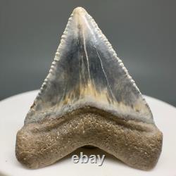 Very Colorful Great Shape 1.35 Baby Fossil MEGALODON Tooth Bone Valley, FL