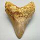 Very Colorful Razor-sharply Serrated 4.22 Fossil Megalodon Tooth