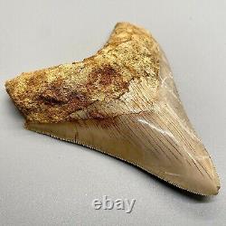 Very Colorful Razor-Sharply Serrated 4.22 Fossil MEGALODON Tooth