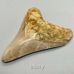 Very Colorful Razor-Sharply Serrated 4.22 Fossil MEGALODON Tooth
