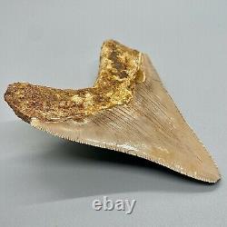 Very Colorful Razor-Sharply Serrated 4.22 Fossil MEGALODON Tooth