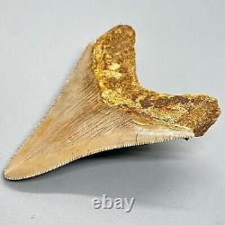 Very Colorful Razor-Sharply Serrated 4.22 Fossil MEGALODON Tooth