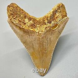 Very Colorful Razor-Sharply Serrated 4.22 Fossil MEGALODON Tooth