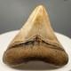 Very Colorful Serrated 1.19 Baby Fossil Megalodon Tooth Bone Valley, Fl