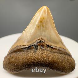 Very Colorful Serrated 1.19 Baby Fossil MEGALODON Tooth Bone Valley, FL