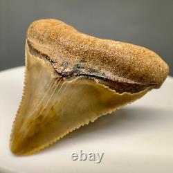 Very Colorful Serrated 1.19 Baby Fossil MEGALODON Tooth Bone Valley, FL