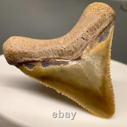 Very Colorful Serrated 1.19 Baby Fossil MEGALODON Tooth Bone Valley, FL