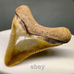 Very Colorful Serrated 1.19 Baby Fossil MEGALODON Tooth Bone Valley, FL