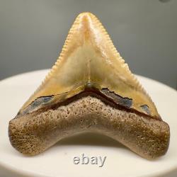 Very Colorful Serrated 1.19 Baby Fossil MEGALODON Tooth Bone Valley, FL