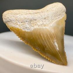Very Colorful Serrated 1.26 Baby Fossil MEGALODON Tooth Bone Valley, FL