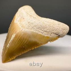 Very Colorful Serrated 1.26 Baby Fossil MEGALODON Tooth Bone Valley, FL