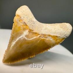 Very Colorful Serrated 1.26 Baby Fossil MEGALODON Tooth Bone Valley, FL