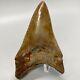 Very Colorful Sharply Serrated 4.14 Fossil Lower Megalodon Tooth Usa