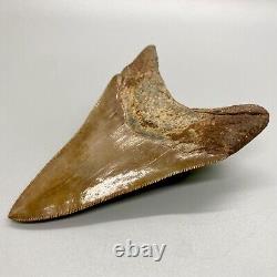 Very Colorful Sharply Serrated 4.14 Fossil Lower MEGALODON Tooth USA