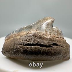 Very Cool Deformed posterior 1.21 Fossil MEGALODON Shark Tooth USA