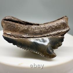 Very Cool Deformed posterior 1.21 Fossil MEGALODON Shark Tooth USA