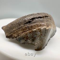 Very Cool Deformed posterior 1.21 Fossil MEGALODON Shark Tooth USA