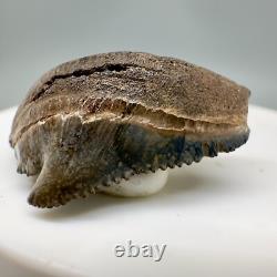 Very Cool Deformed posterior 1.21 Fossil MEGALODON Shark Tooth USA