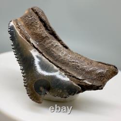 Very Cool Deformed posterior 1.21 Fossil MEGALODON Shark Tooth USA