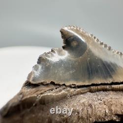 Very Cool Deformed posterior 1.21 Fossil MEGALODON Shark Tooth USA