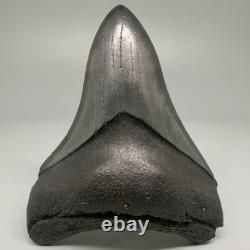 Very Cool Silver Color Complete 3.68 Fossil MEGALODON Shark Tooth USA