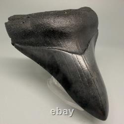 Very Cool Silver Color Complete 3.68 Fossil MEGALODON Shark Tooth USA