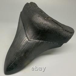 Very Cool Silver Color Complete 3.68 Fossil MEGALODON Shark Tooth USA