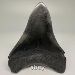 Very Cool Silver Color Complete 3.68 Fossil MEGALODON Shark Tooth USA