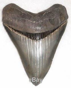 Very High Quality Sharply Serrated 3 3/4 Fossil MEGALODON Shark Tooth