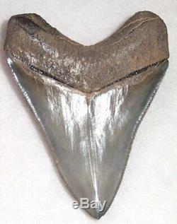 Very High Quality Sharply Serrated 3 3/4 Fossil MEGALODON Shark Tooth