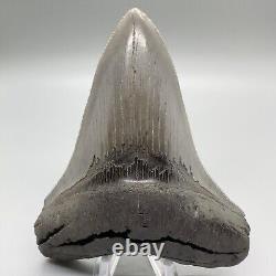 Very High Quality Sharply Serrated 4.63 Fossil MEGALODON Shark Tooth USA