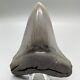 Very High Quality Sharply Serrated 4.63 Fossil Megalodon Shark Tooth Usa