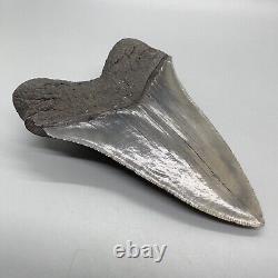 Very High Quality Sharply Serrated 4.63 Fossil MEGALODON Shark Tooth USA