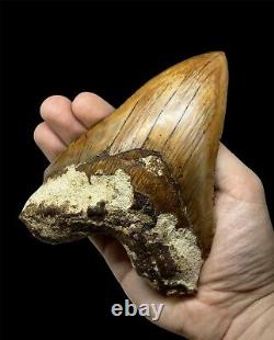 Very Large Megalodon Shark Tooth Fossil, 13.9cm! Brilliant Serrations, Natural