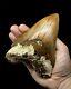 Very Large Megalodon Shark Tooth Fossil, 13.9cm! Brilliant Serrations, Natural