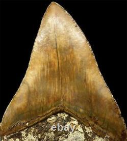 Very Large Megalodon Shark Tooth Fossil, 13.9cm! Brilliant Serrations, Natural